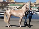Golden Akhal Teke horse