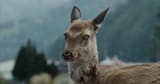 Zombie Deer