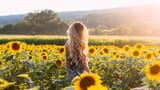 sunflowerswallpaper