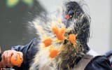 splat