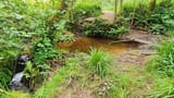 Enchanted Pond
