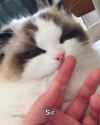 1736313495901034_thumb.jpg
