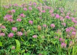 Clover