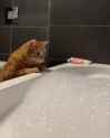 kot bath helper_thumb.jpg