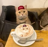 Maga anon did the thing kotpucino
