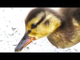 sad-baby-duck