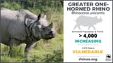 Rhino-status-1024x576