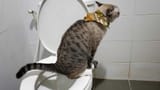 cat_poo_in_loo