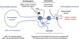 serotonin_mediated_fear_response