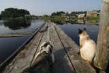 kot and hungarian anon comfy fishing pier