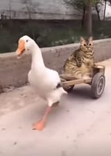 1649311492998