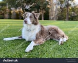 stock-photo-lilac-border-collie-in-the-park-2259718817