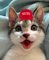 awoo caturday