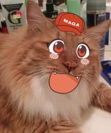 awoo caturday2