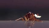 2025-06-21 10_55_39-The Fifth Element - Bug Scene - YouTube - Brave