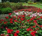 apricotandcherryredvinca