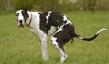 Cow dung