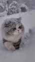 snowy_kot_2__thumb.jpg