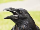 crow2