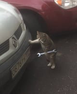 mechanokot