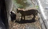 Man Fell Into White Tiger Enclosure At Delhi Zoo