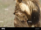 stock-photo-of-a-large-male-lion-attacking-and-killing-a-cub-ndutu-BC8YG9-2705599482