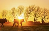 Moos at Sunset
