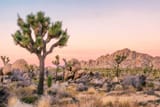 Joshua-Tree-Landscape-2164999200