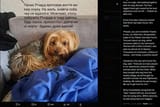 A dog saved its owner&#039;s life on June 17 during a strike on a high-rise building in the Sviatoshynskyi district of Kyiv. 21-06-2025 the guardian angel of my Oleksii P