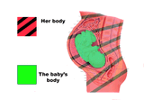 abortion guide