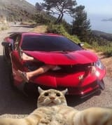 kittehswildweekend