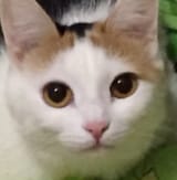 ket