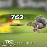 is 762 too much for squirrels