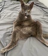 NKVD Cat