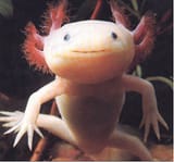 cuteCreature