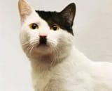 hh