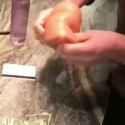1707164134326408_thumb.jpg