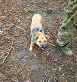 Z dog 021