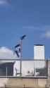 israel flag crow (2)_thumb.jpg