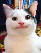 olliethepolitecat