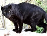 BlackLeopardAdonis3