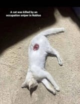 Caturady in Gaza00