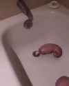 Garloid_thumb.jpg