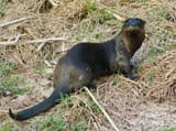 florida-river-otter