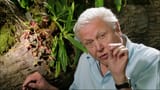 Sir-David-Attenborough