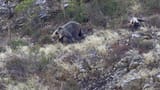 Ursus_arctos_5