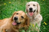 dogs-pet