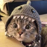 dinocat