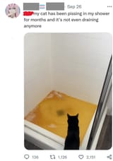 Tranny cat piss lake