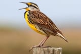 wabeasternmeadowlark-p5